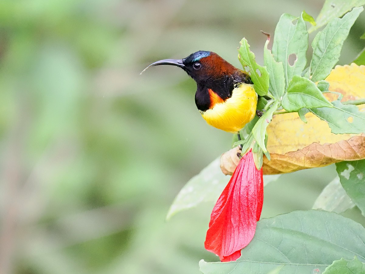 Maroon-naped Sunbird - ML620270894