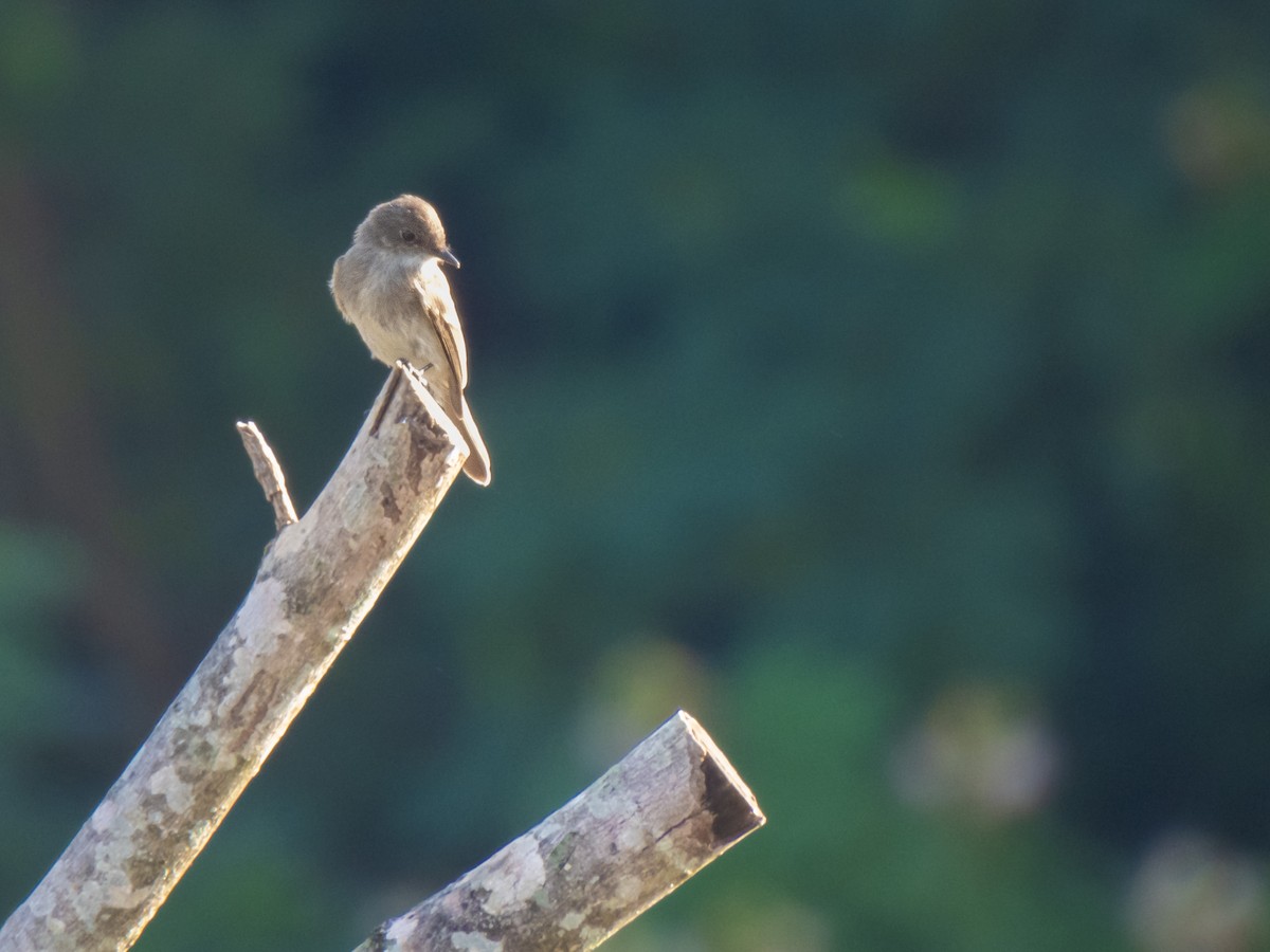 Eastern Phoebe - ML620270899