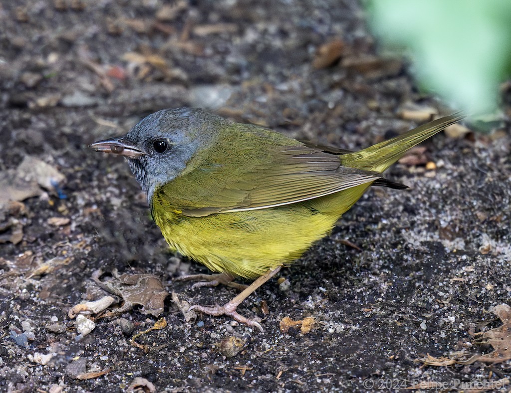 Mourning Warbler - ML620270901