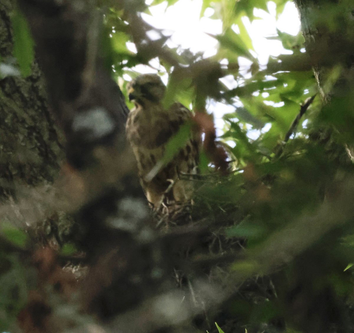 Red-tailed Hawk - Christine Stoughton Root