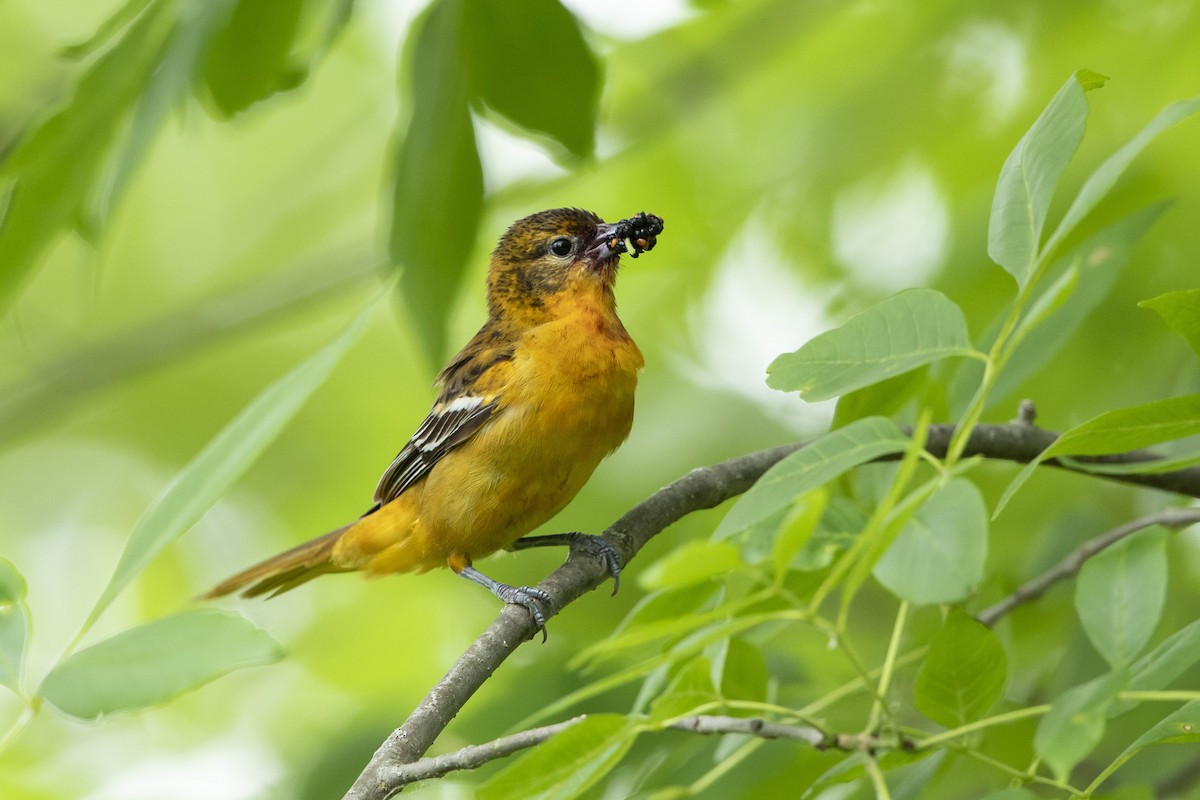 Baltimore Oriole - ML620270906