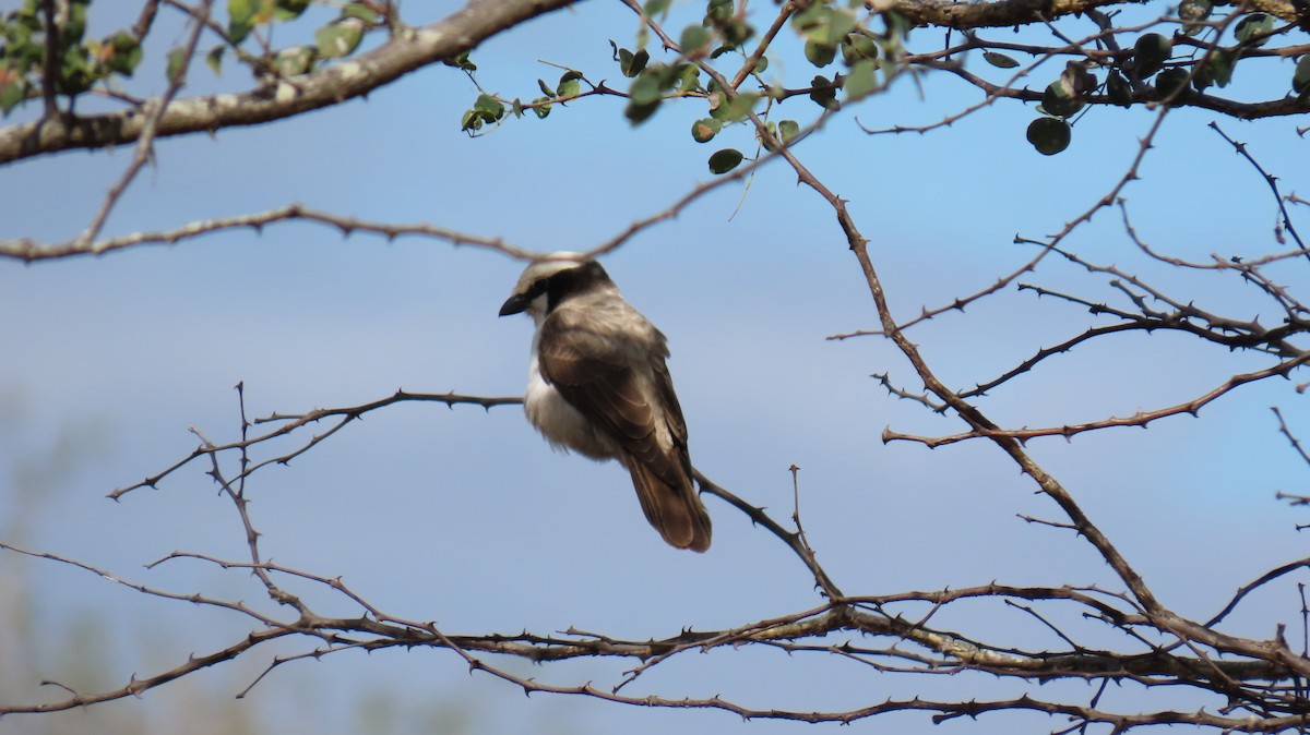 White-crowned Shrike - Ann Kovich