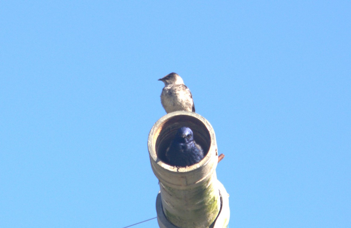 Purple Martin - ML620270931