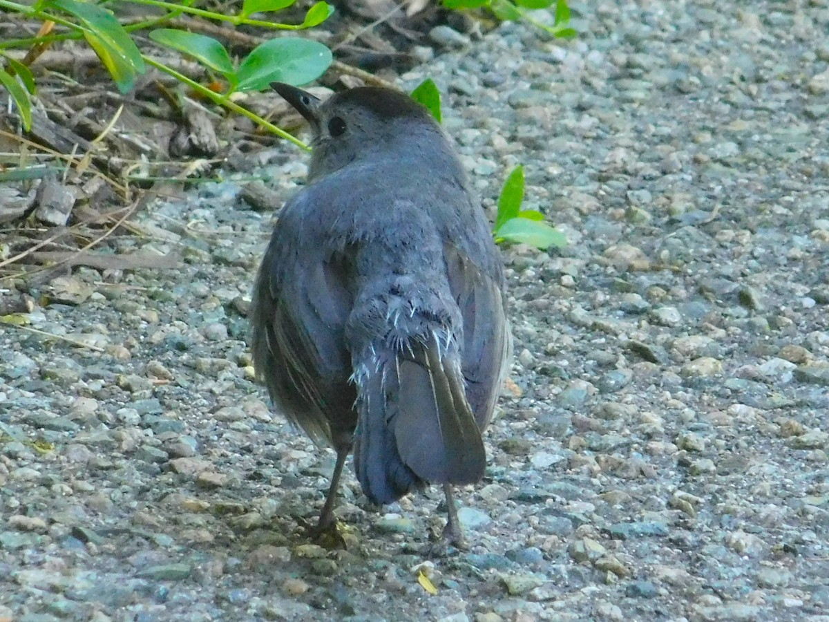 Gray Catbird - ML620270933