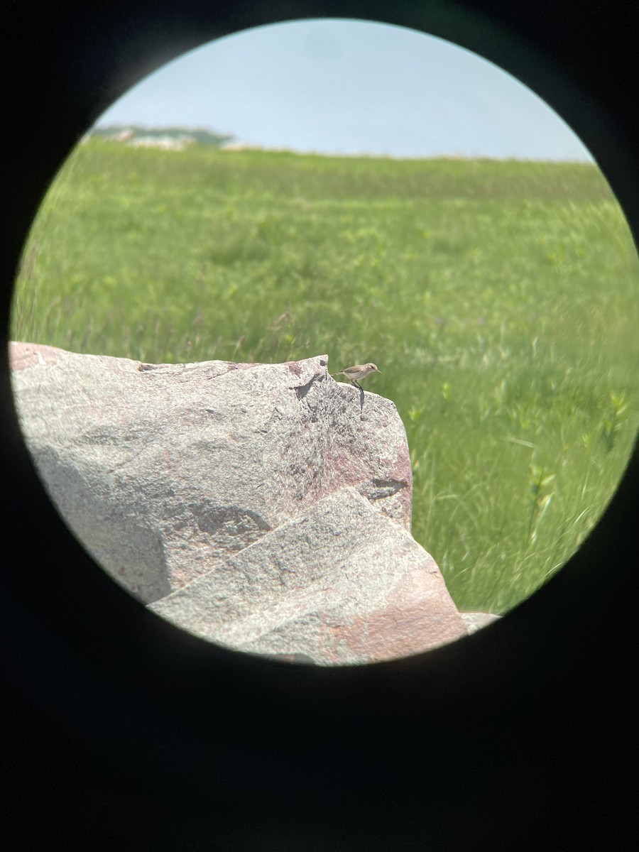 Rock Wren - ML620270938