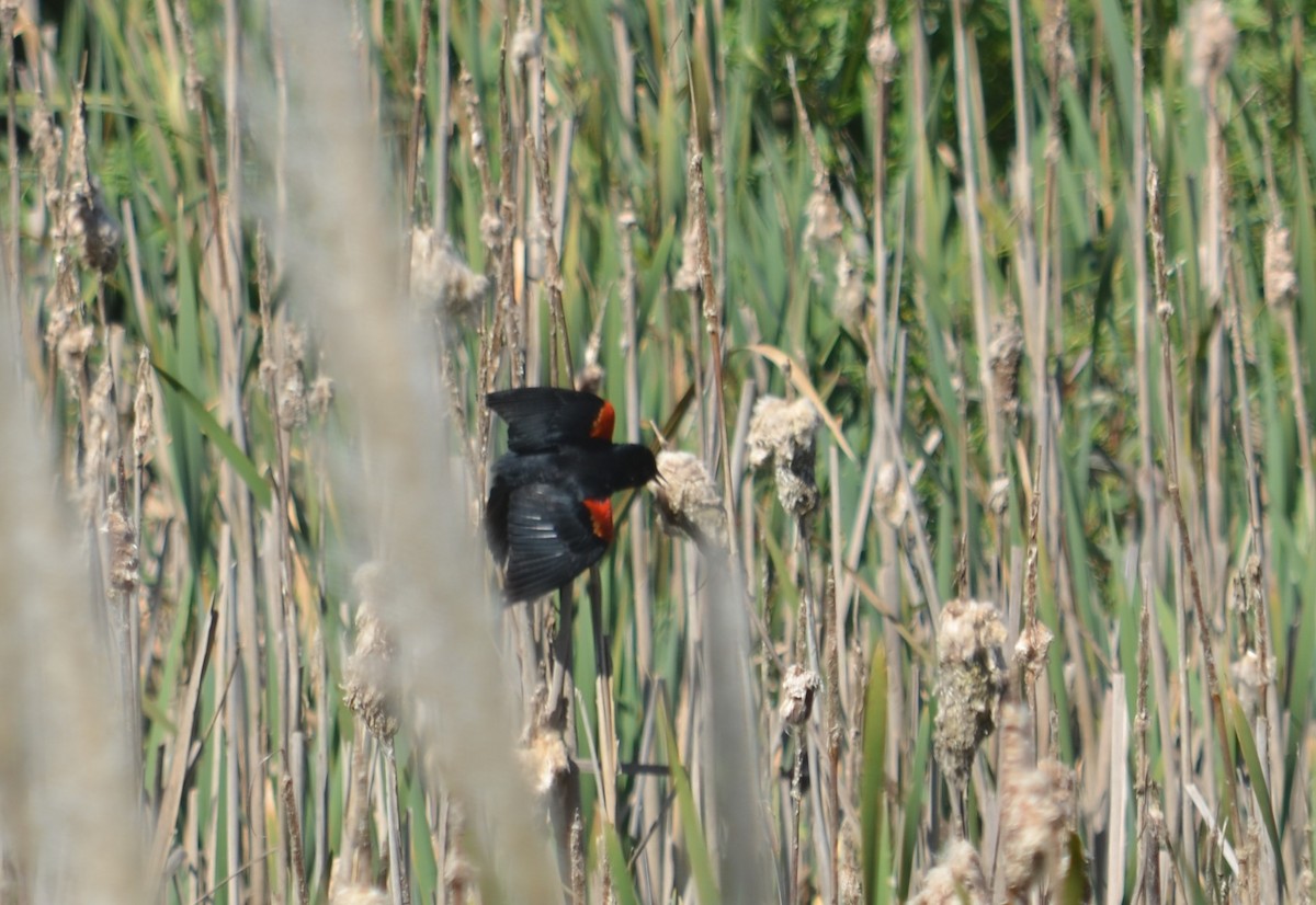 Red-winged Blackbird (California Bicolored) - ML620270946