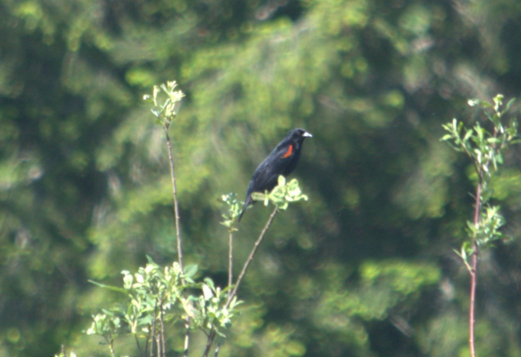 Red-winged Blackbird (California Bicolored) - ML620270948