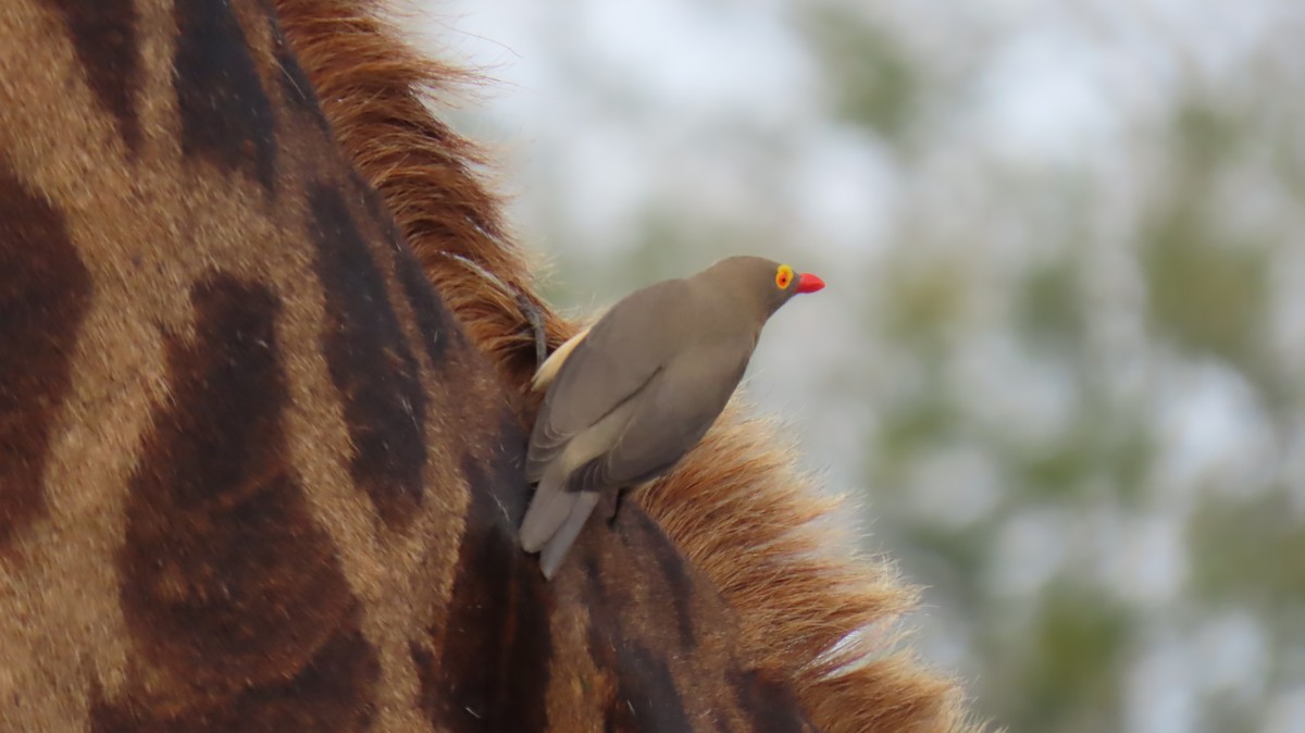 Red-billed Oxpecker - ML620270951