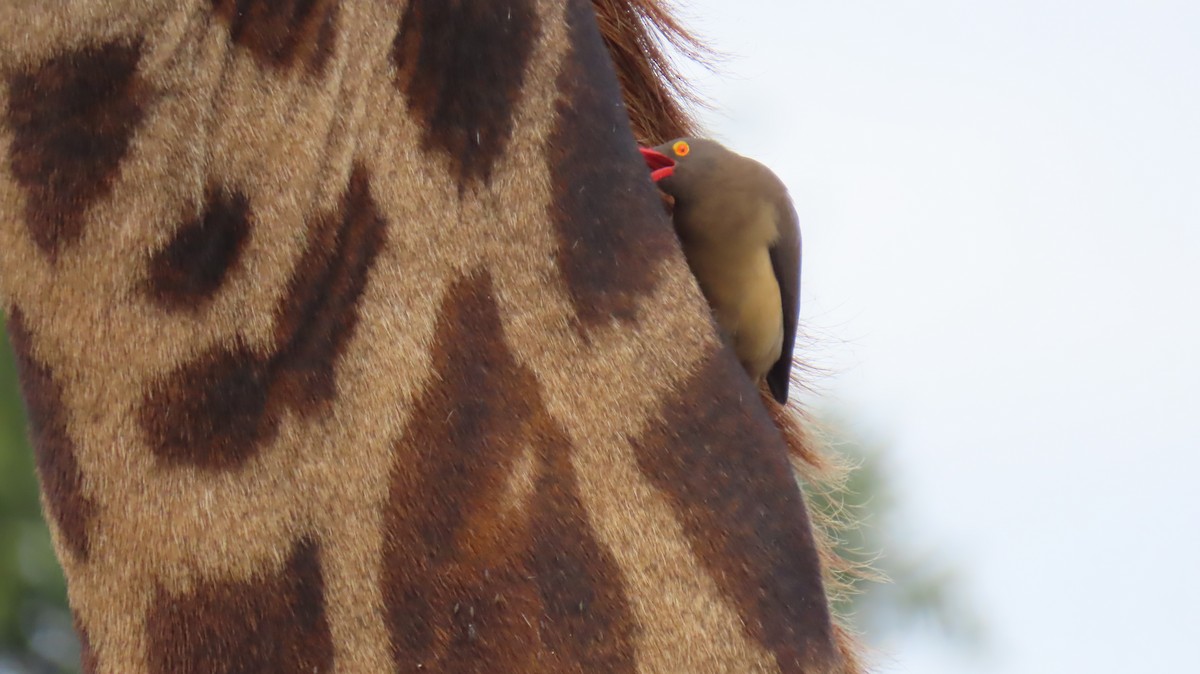 Red-billed Oxpecker - ML620270952