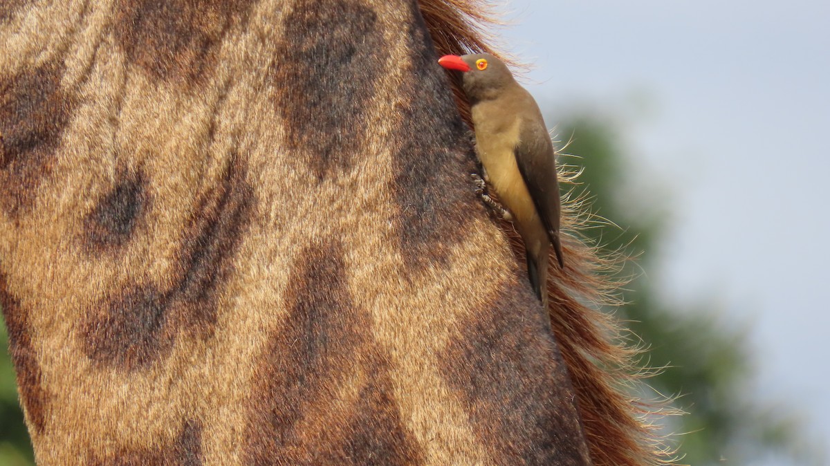 Red-billed Oxpecker - ML620270953