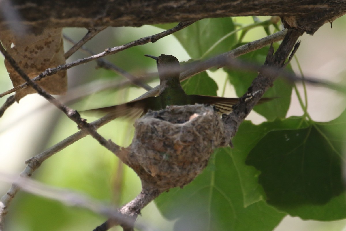 Black-chinned Hummingbird - ML620270954