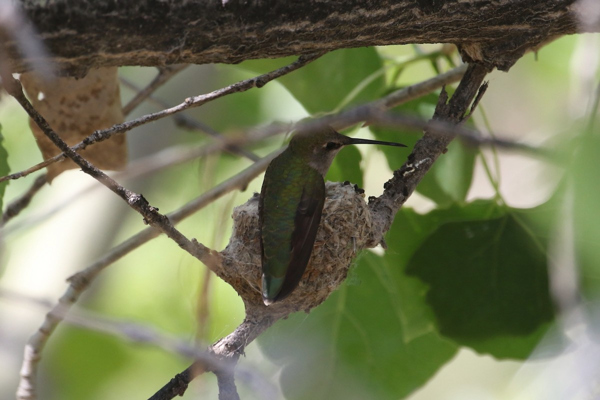 Black-chinned Hummingbird - ML620270955