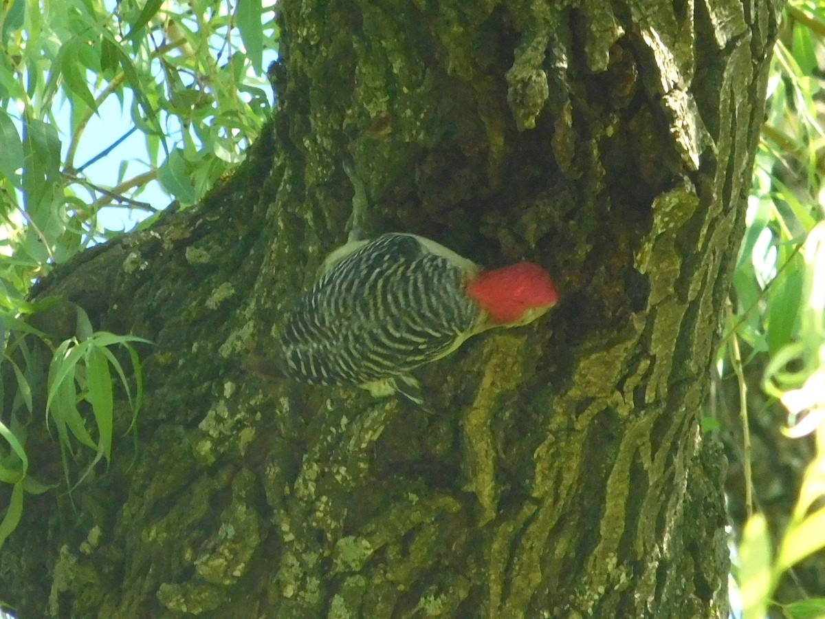 Red-bellied Woodpecker - ML620270960