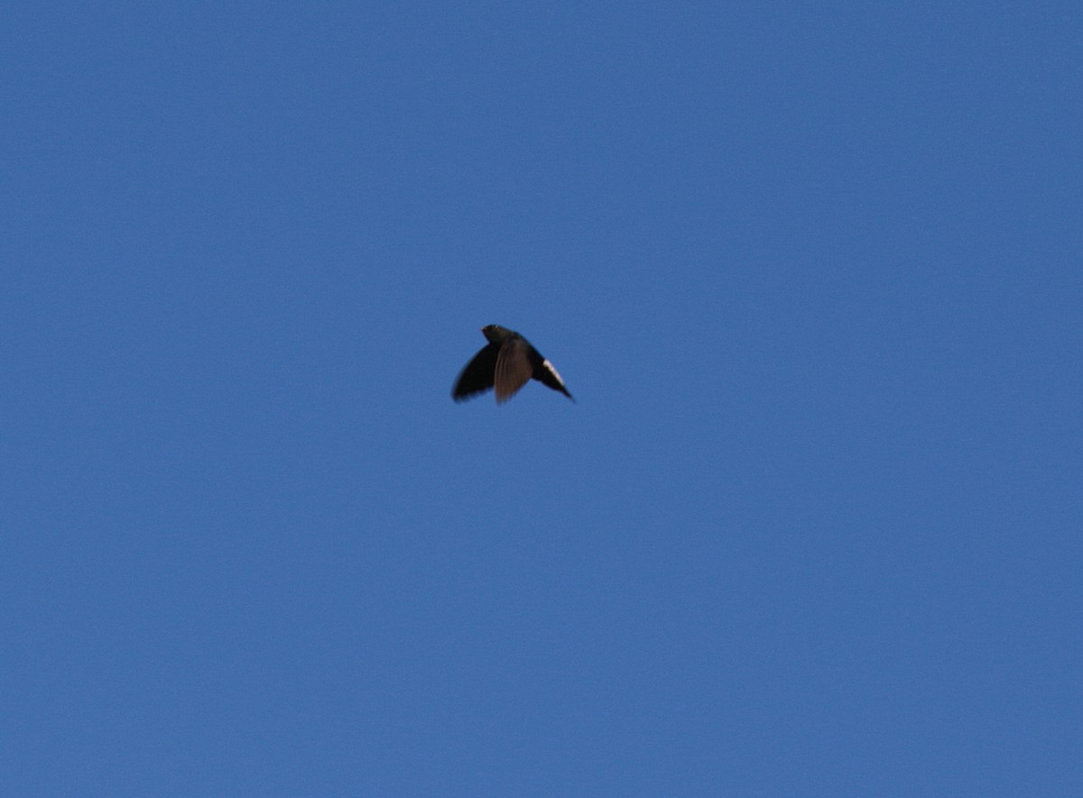 Silver-rumped Spinetail - ML620270961