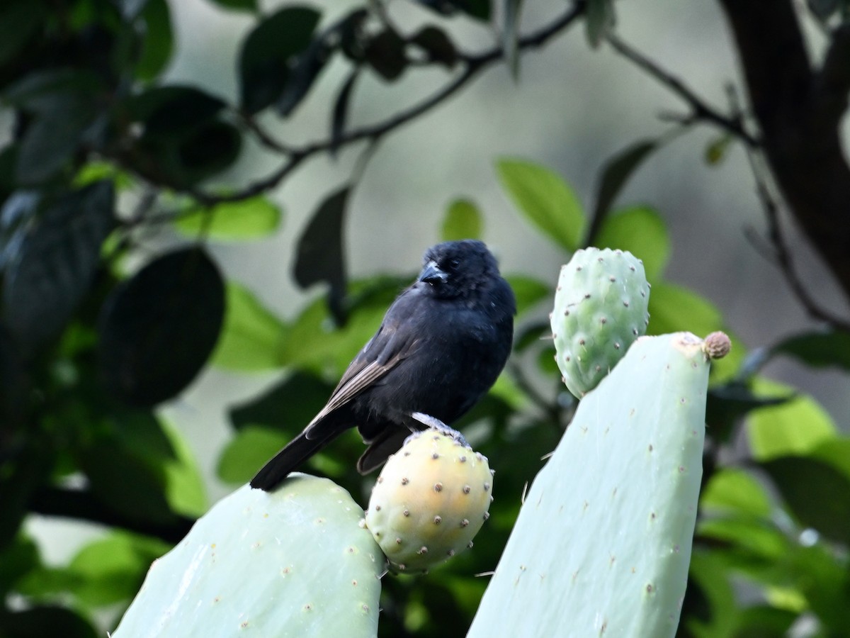 Bolivian Blackbird - Laurence Habenicht