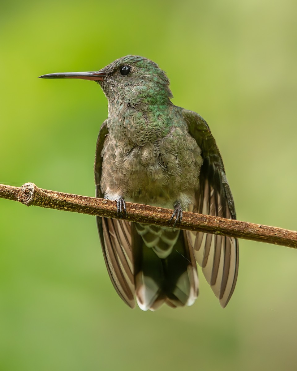 Colibrí de Cuvier - ML620270969