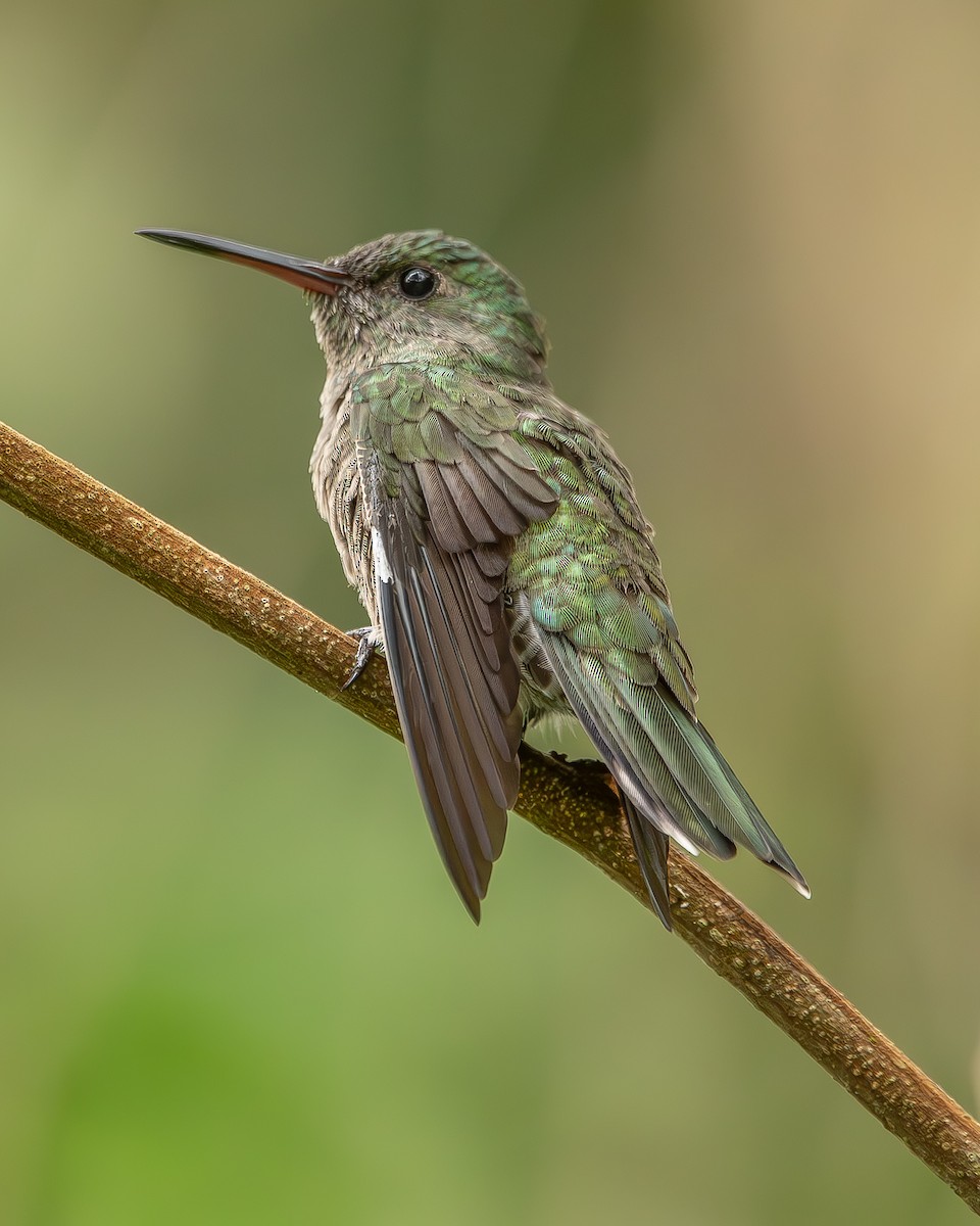 Scaly-breasted Hummingbird - ML620270970