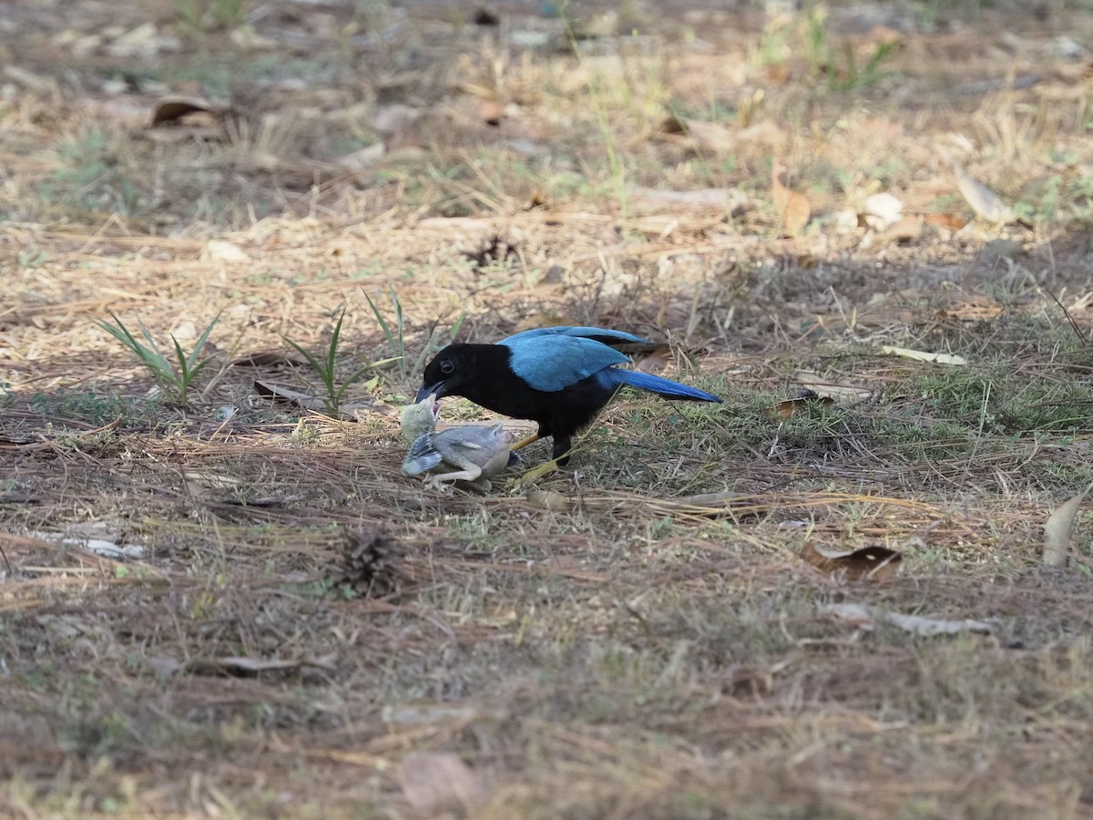 Yucatan Jay - ML620270976