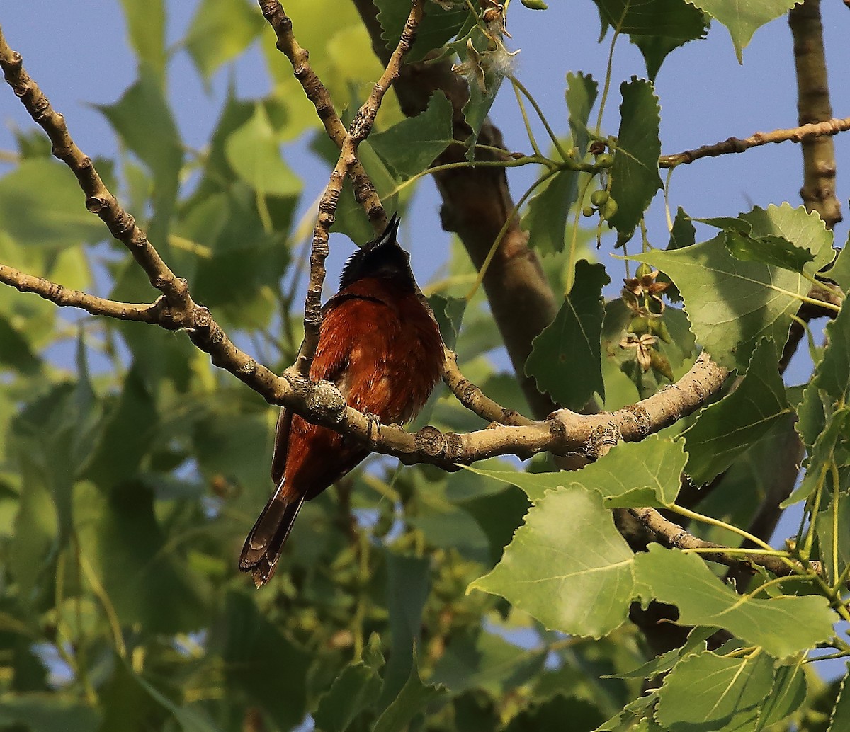 Orchard Oriole - ML620270979