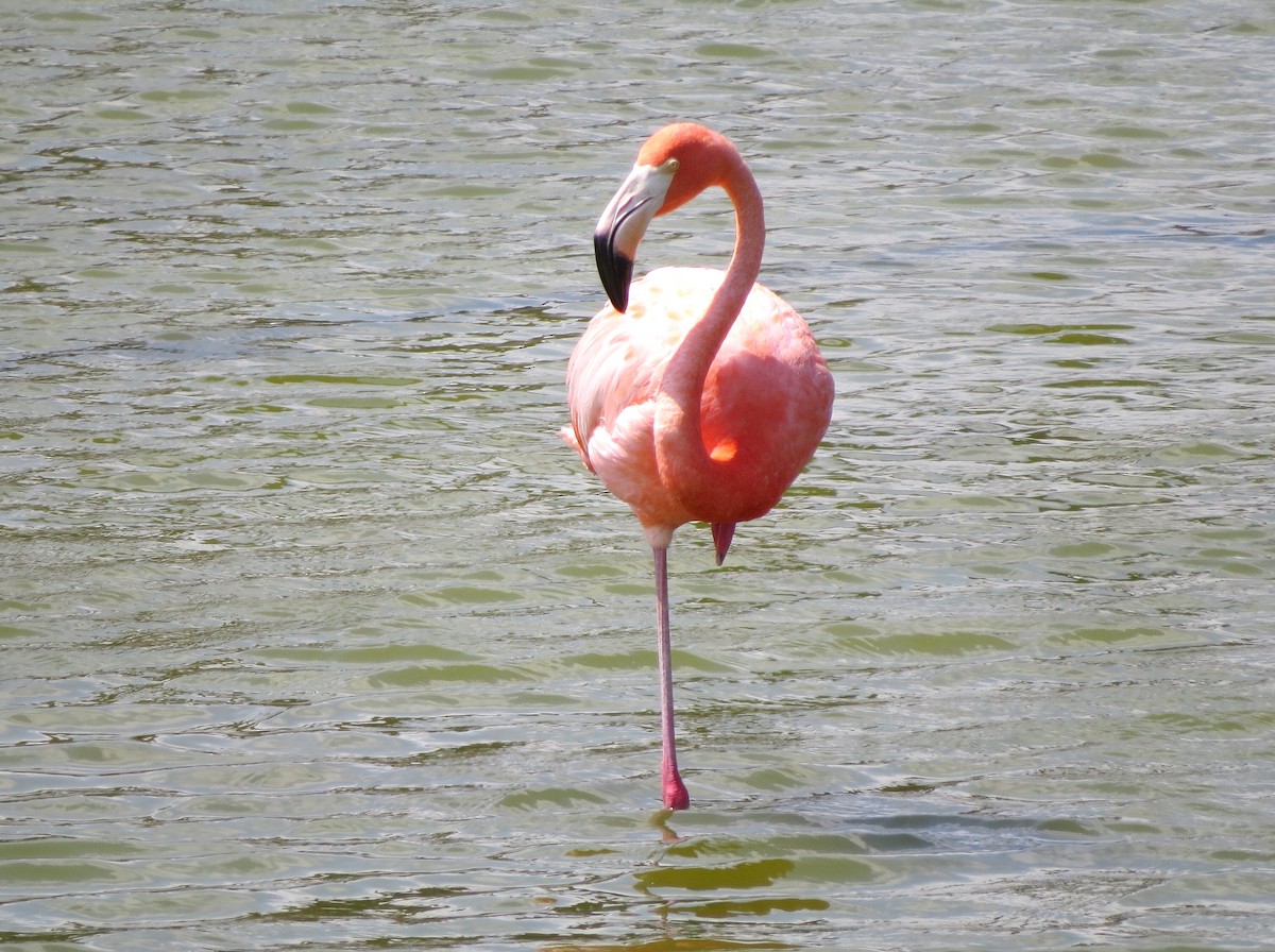 Flamant des Caraïbes - ML620270981