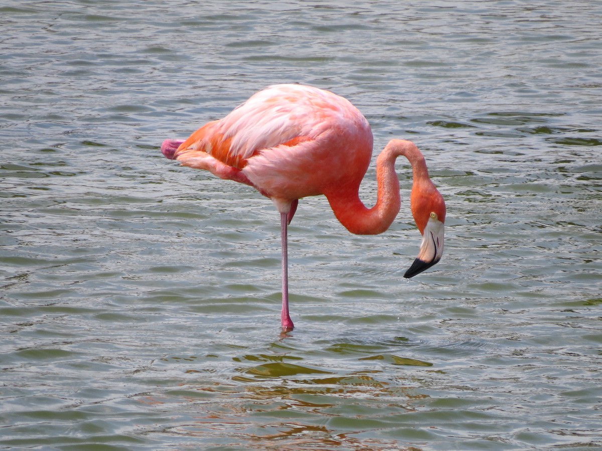 Flamant des Caraïbes - ML620270982