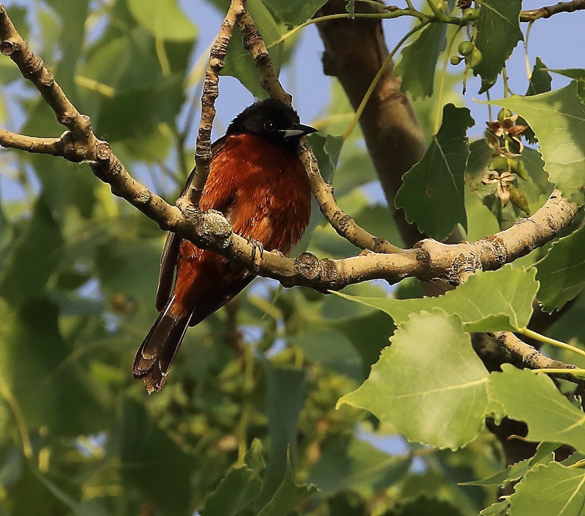 Orchard Oriole - ML620270984