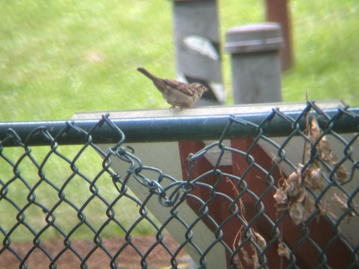 House Sparrow - ML620270988