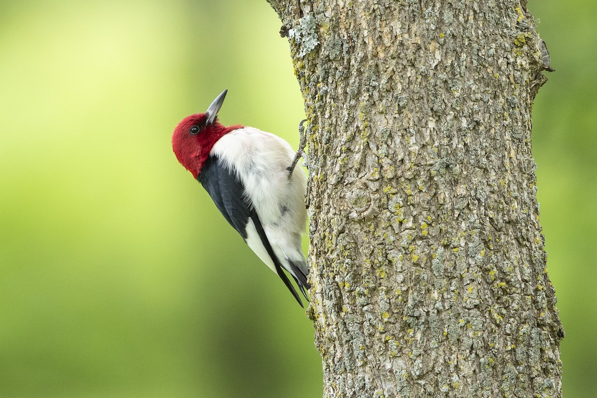 Red-headed Woodpecker - ML620270996