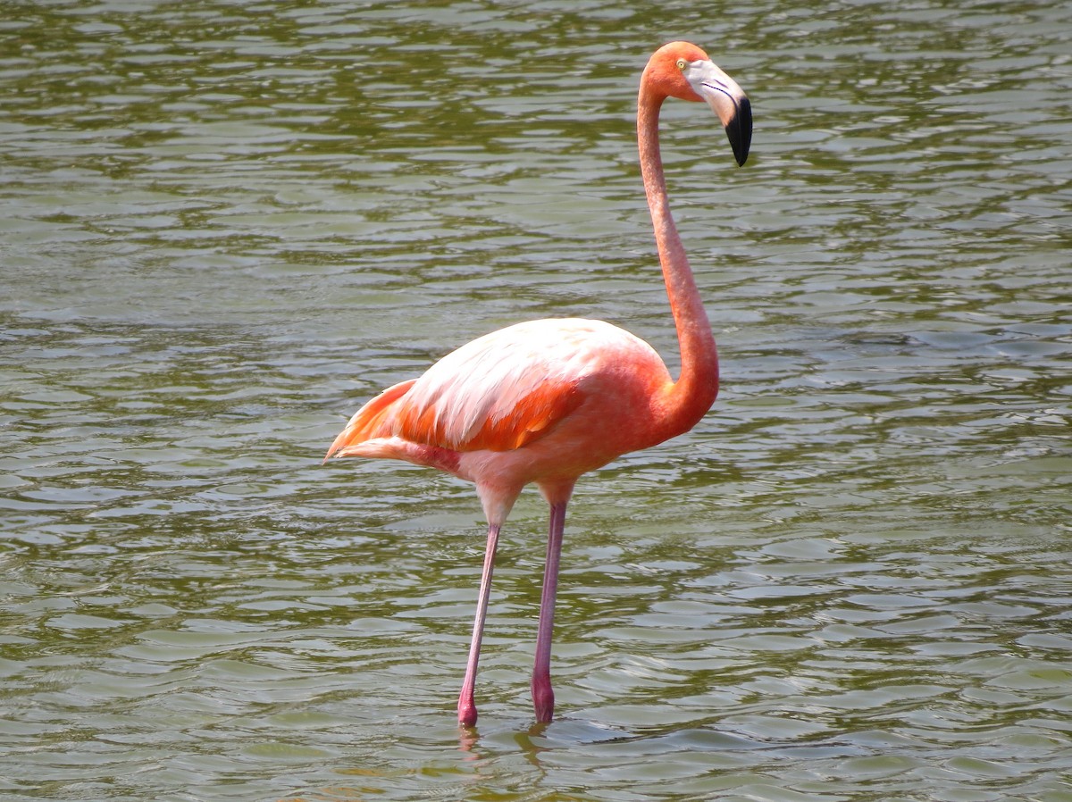 American Flamingo - ML620271001
