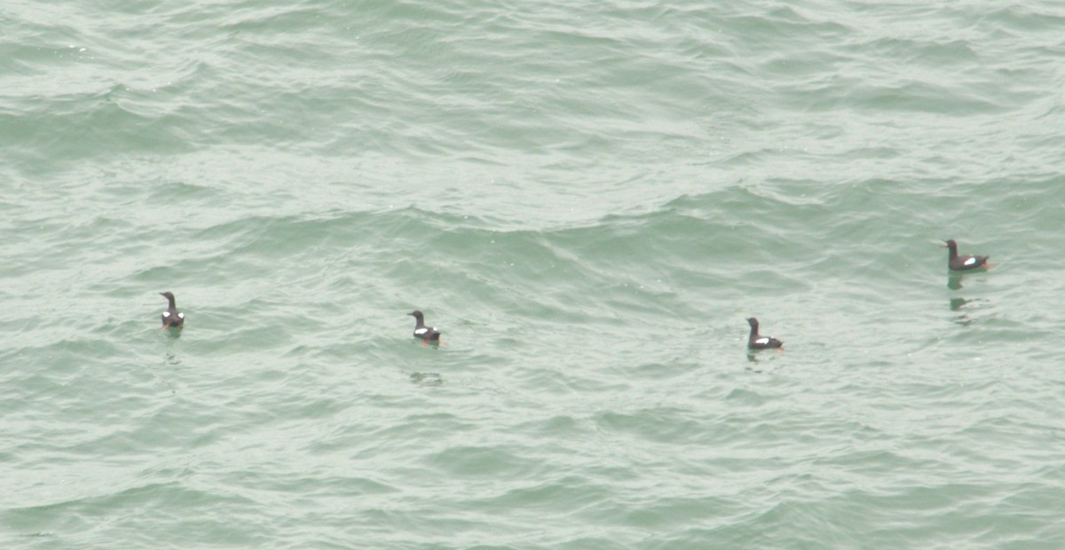 Pigeon Guillemot - ML620271005