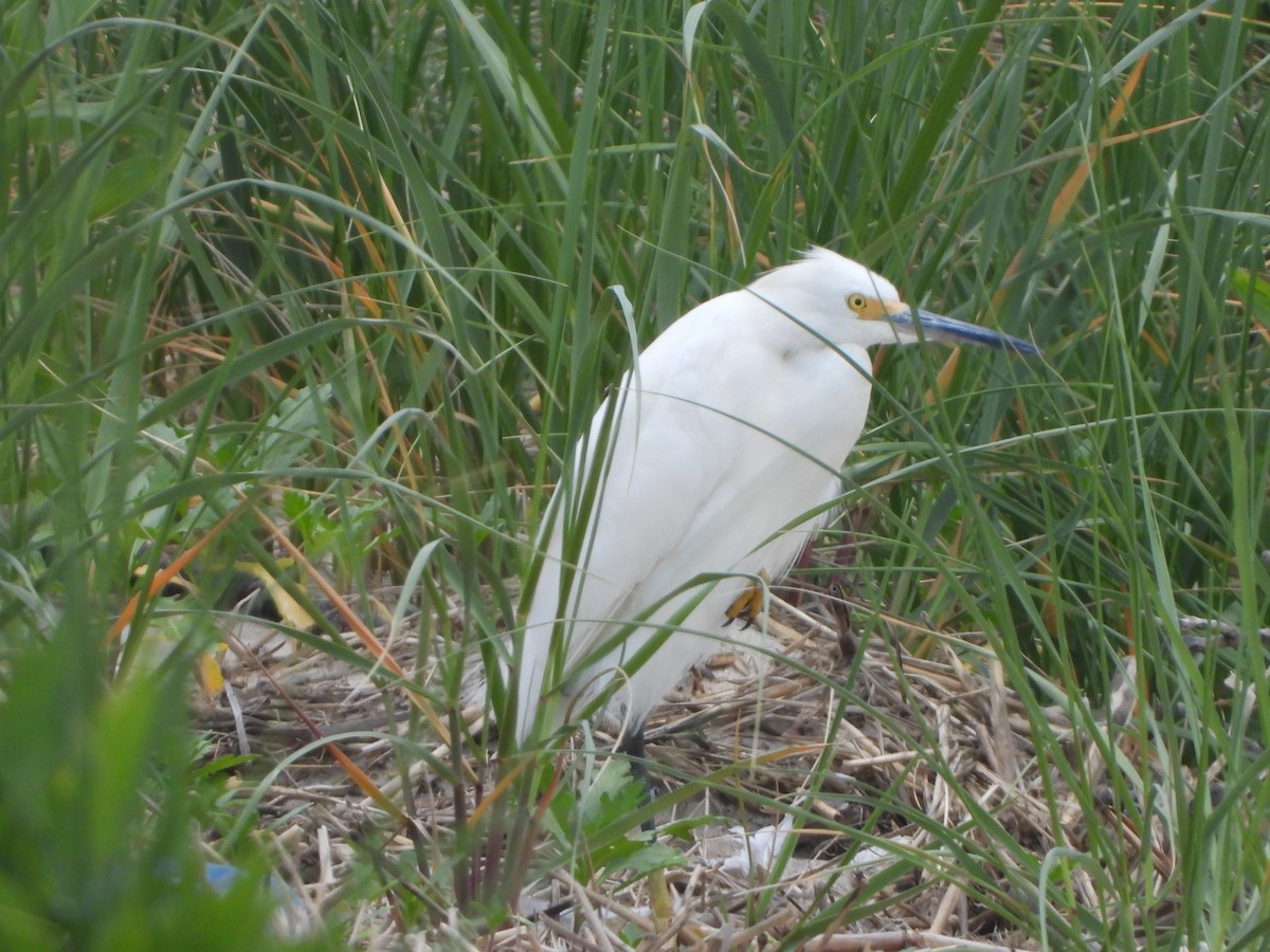 Snowy Egret - ML620271008