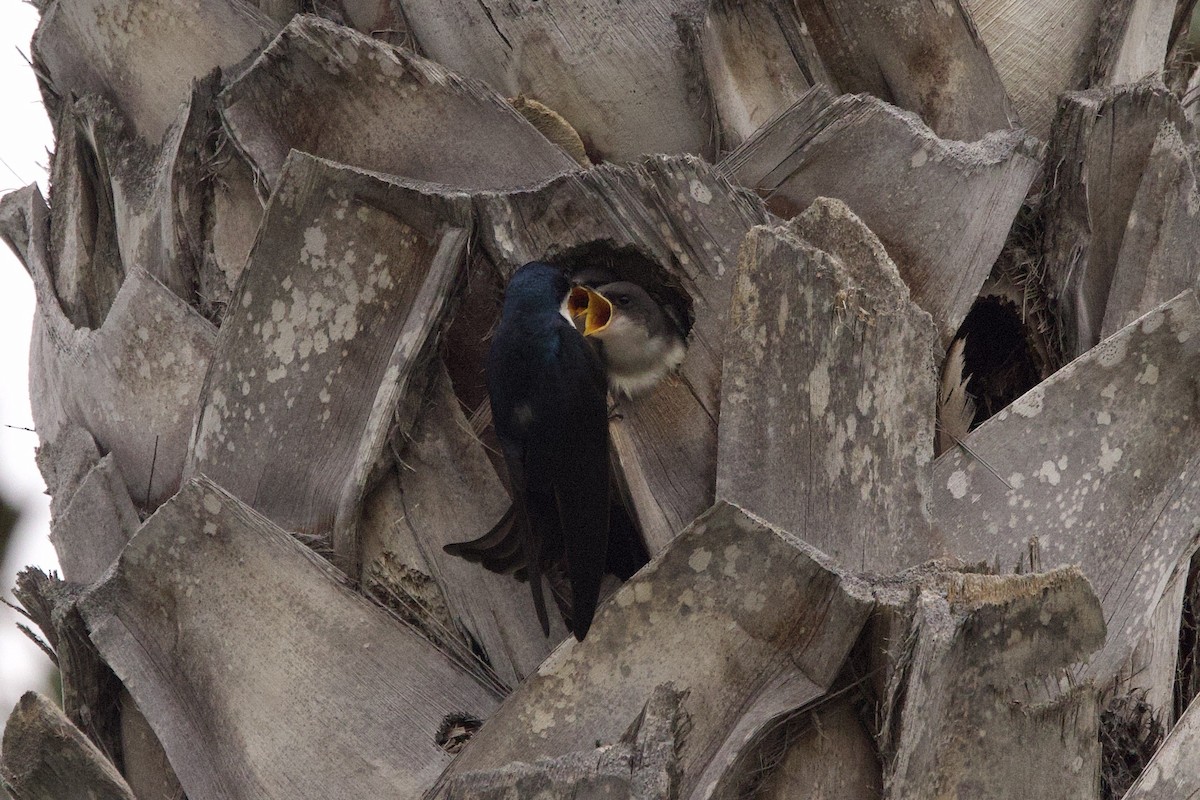 Tree Swallow - ML620271013