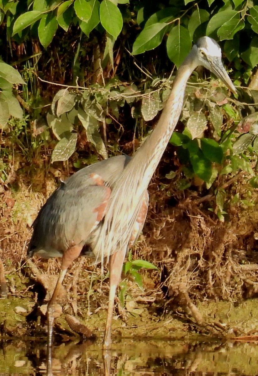 Garza Azulada (grupo herodias) - ML620271016