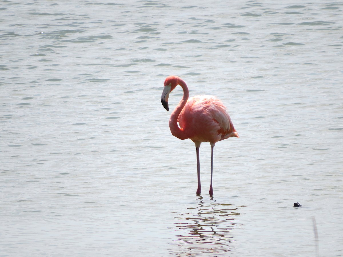 American Flamingo - ML620271025