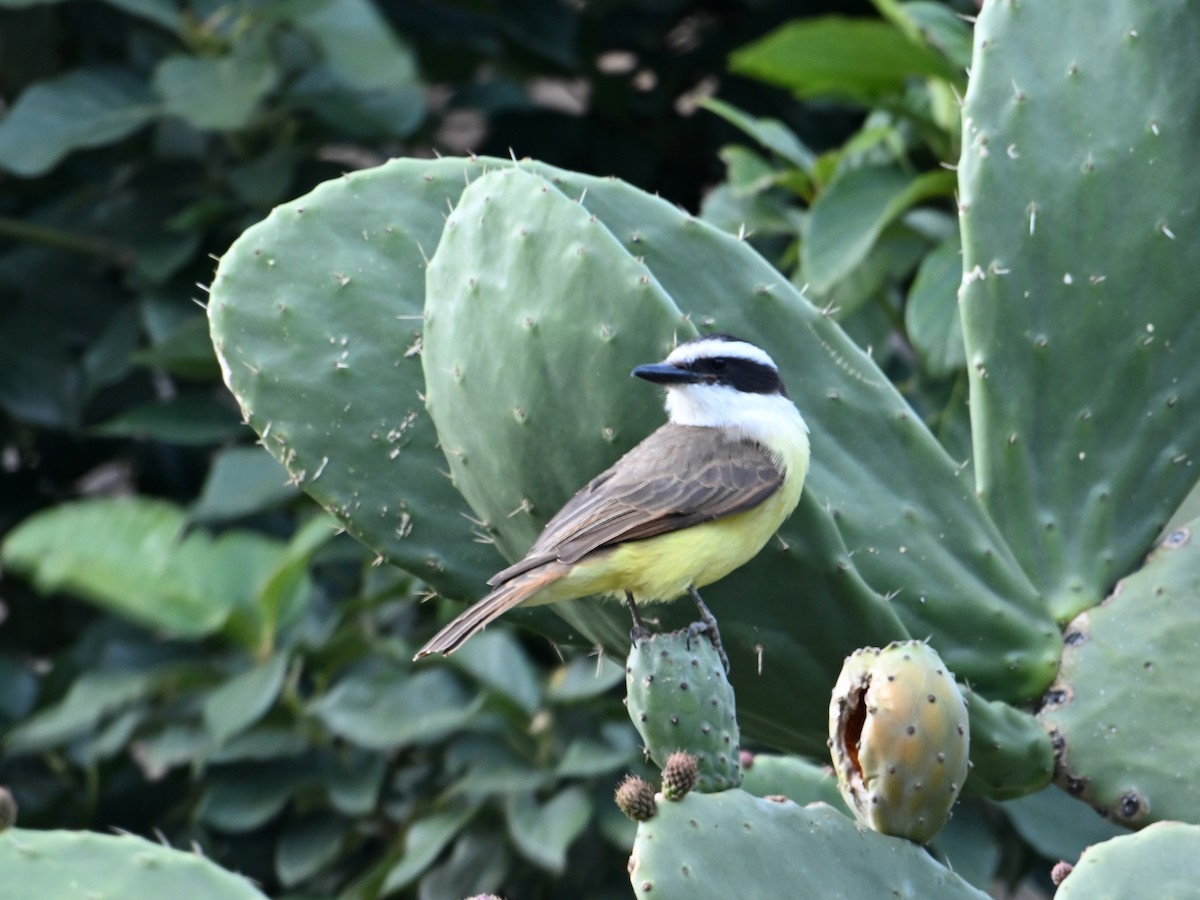 Great Kiskadee - ML620271026