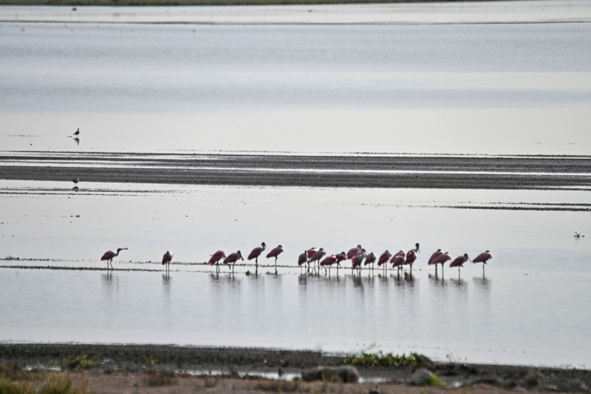 Roseate Spoonbill - Paula Gatrell