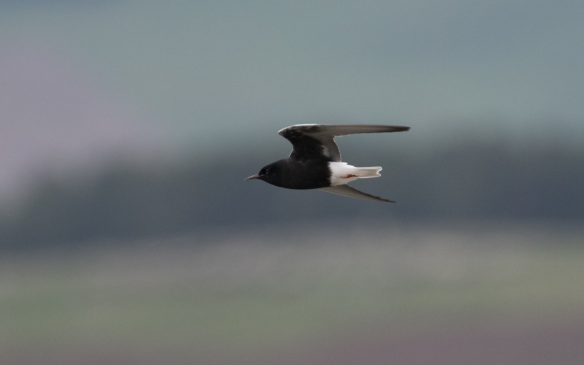 White-winged Tern - ML620271031