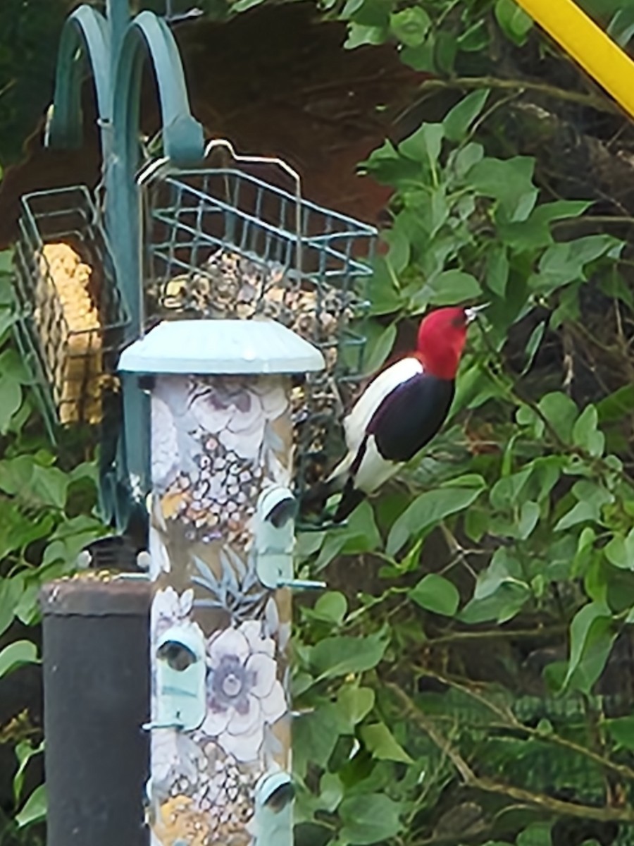 Red-headed Woodpecker - ML620271036