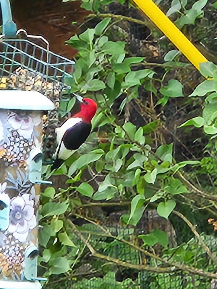 Red-headed Woodpecker - ML620271037