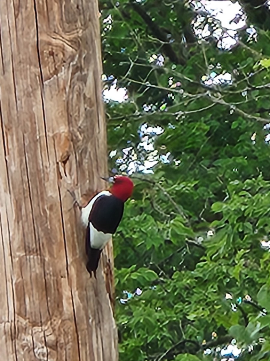 Red-headed Woodpecker - ML620271038