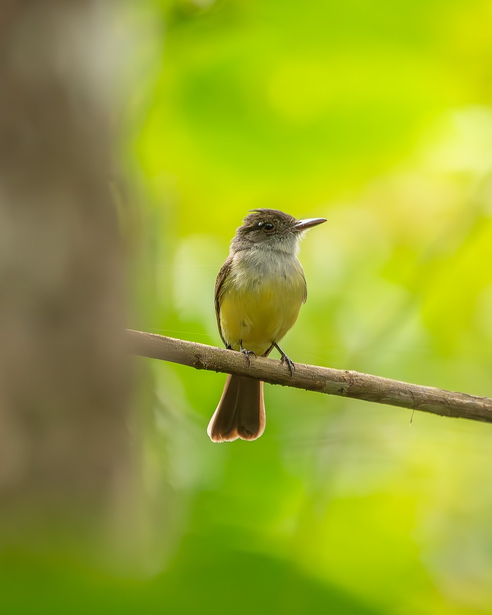 Dusky-capped Flycatcher - Ricardo Rojas Arguedas