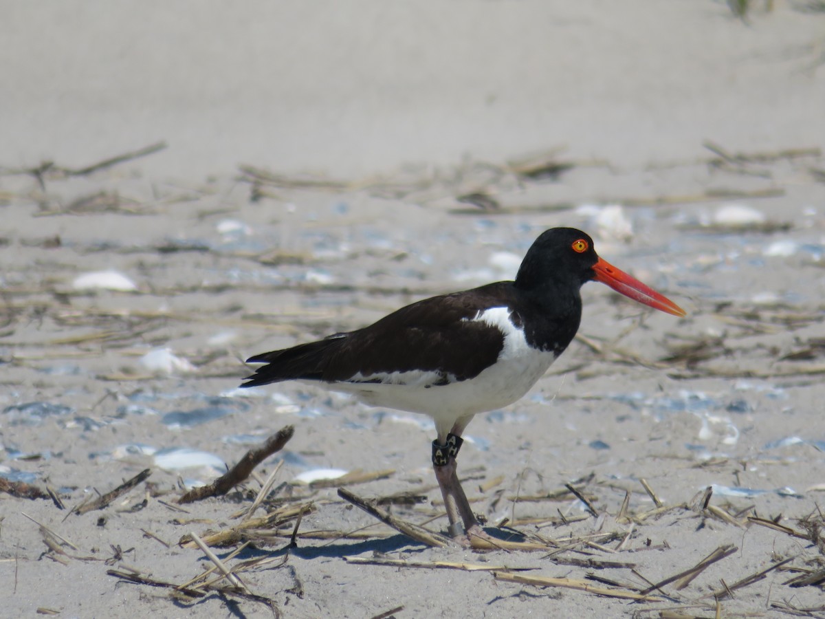 American Oystercatcher - ML620271045