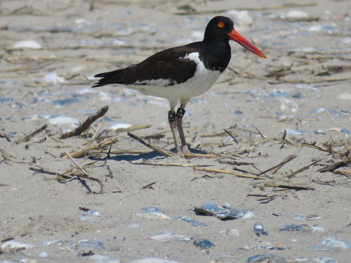 American Oystercatcher - ML620271046