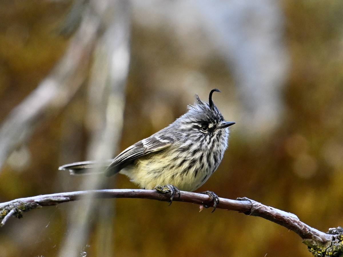 guløyemeisetyrann - ML620271058