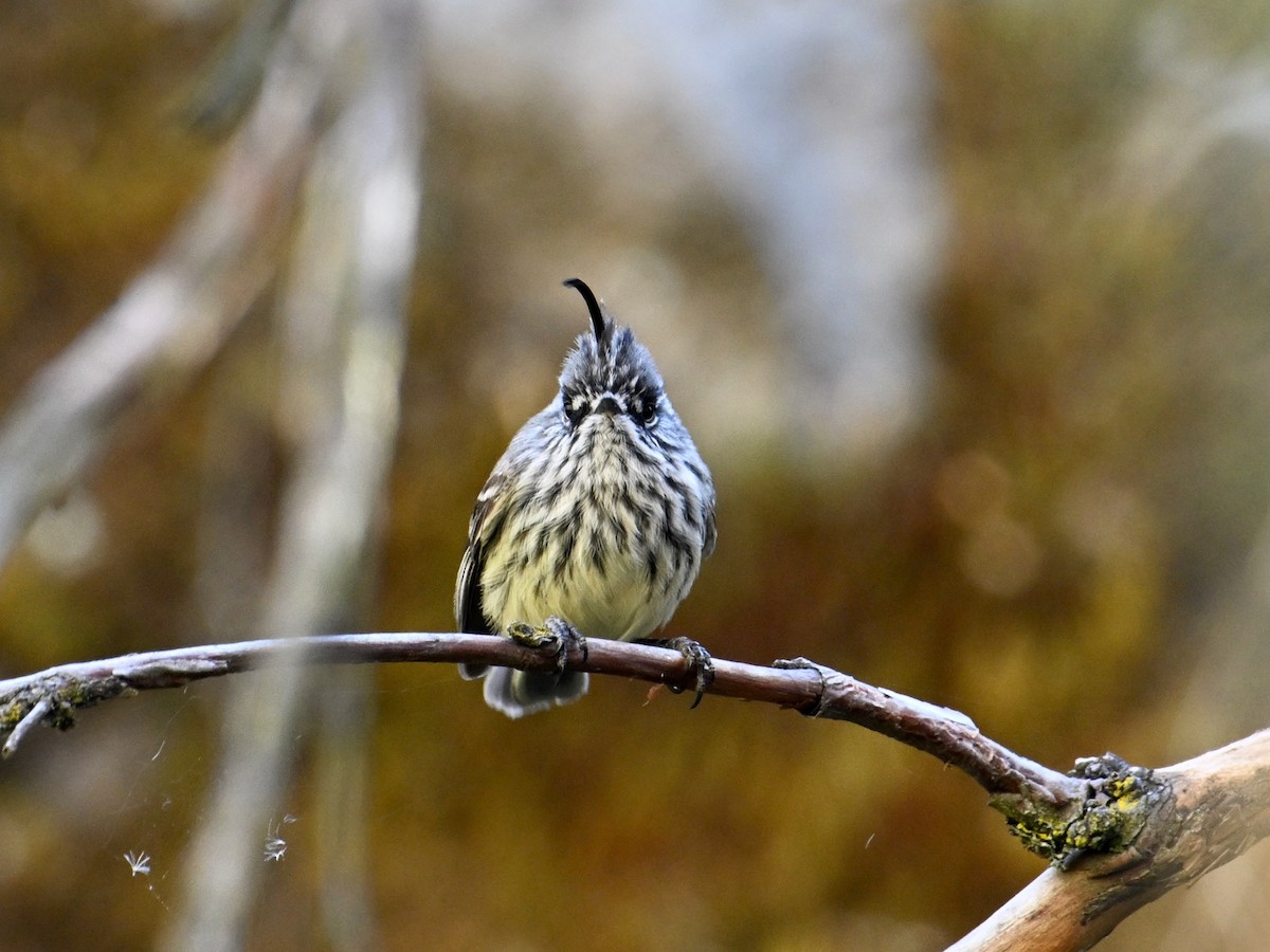 Tufted Tit-Tyrant - Laurence Habenicht