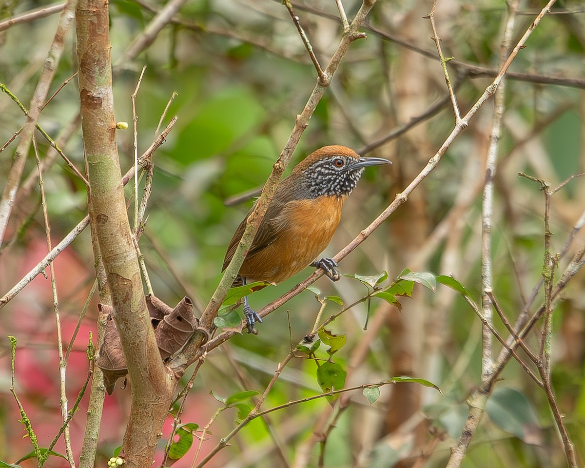 Rufous-breasted Wren - ML620271061