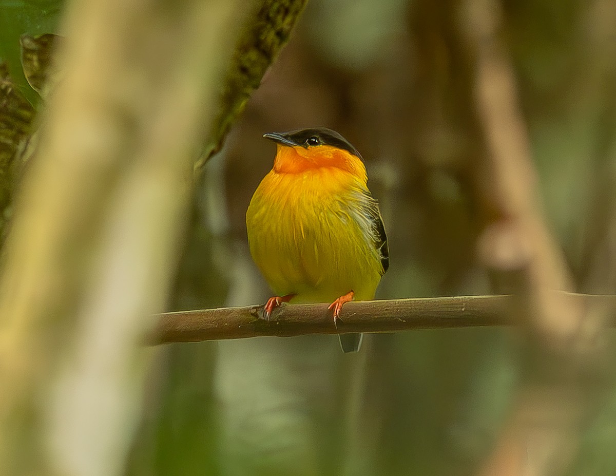 Orange-collared Manakin - ML620271070