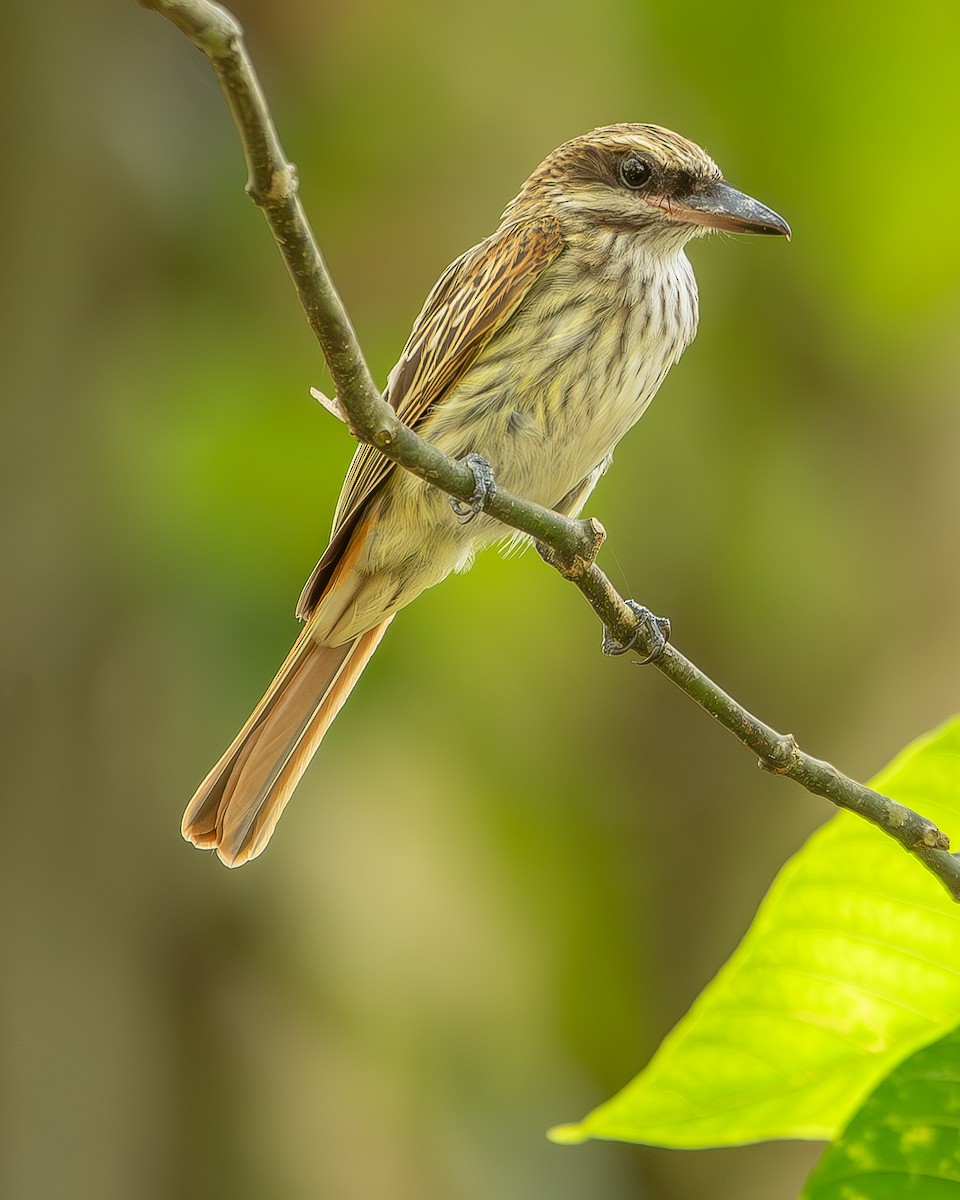 Streaked Flycatcher - Ricardo Rojas Arguedas