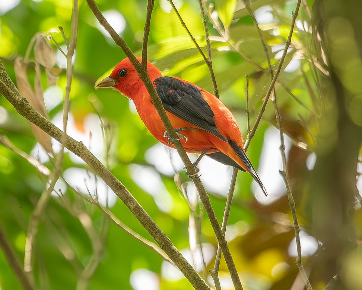 Scarlet Tanager - ML620271082