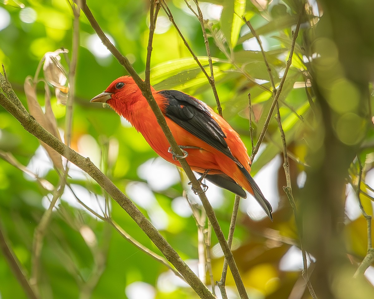 Scarlet Tanager - ML620271083